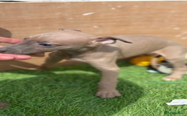 Whippet dogs - Advert 1