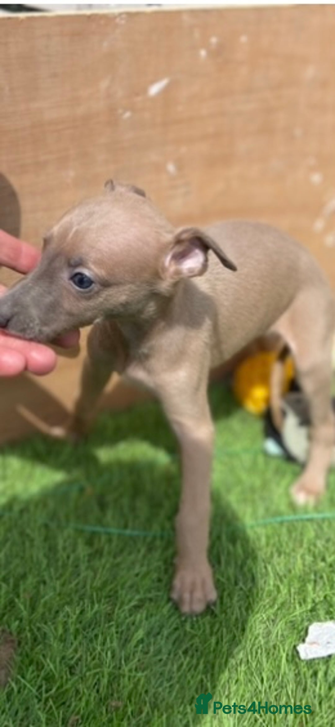 Whippet dogs for sale: Kc whippet pups  - Image 1