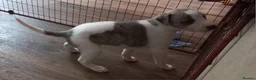 Whippet dogs for sale: 4 beautiful KC whippet puppies! - Advert 15