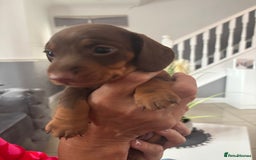 Dachshund dogs for sale: 5 miniature   dachshund  - Image 5