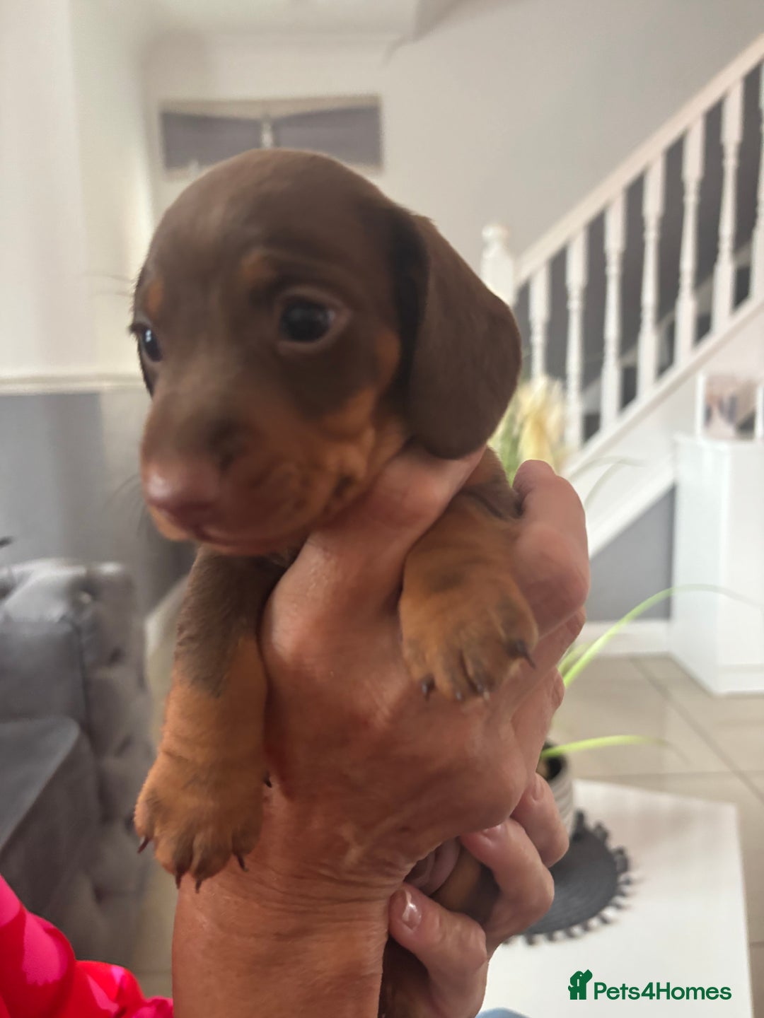 Dachshund dogs for sale: 5 miniature   dachshund  - Image 5