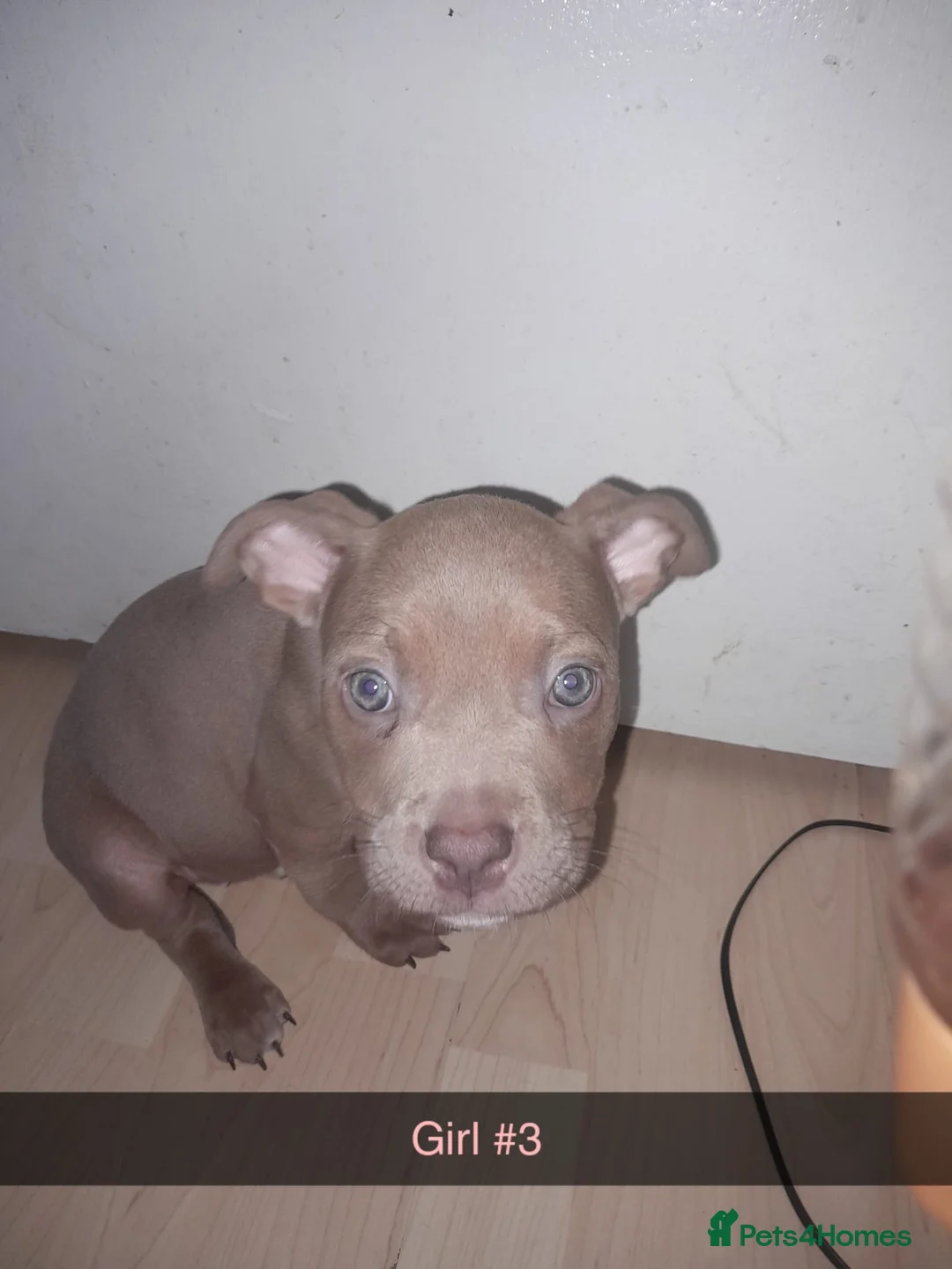 American Bully dogs for sale: American POCKET Bully - Advert 2