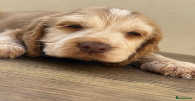 Cocker Spaniel dogs - Advert 8
