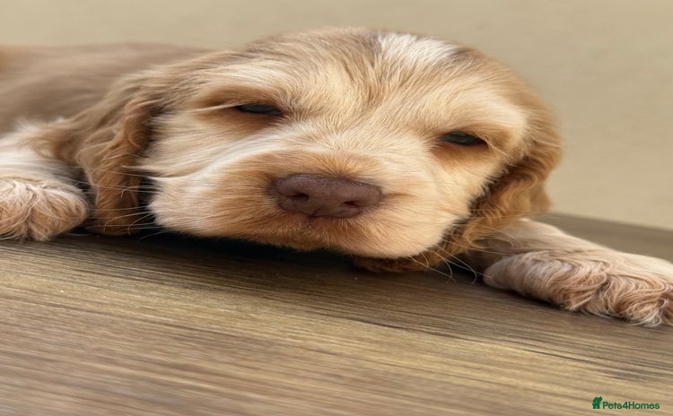 Cocker Spaniel dogs - Advert 4