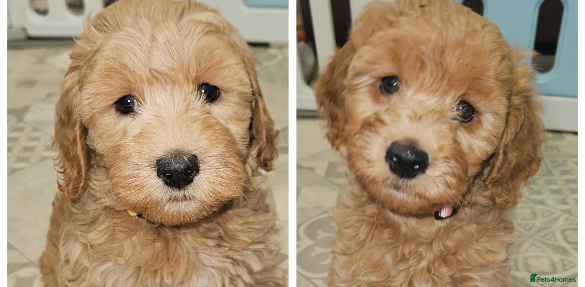 Cockapoo dogs Ready for loving homes licensed, cockapoo girls  - Advert 1