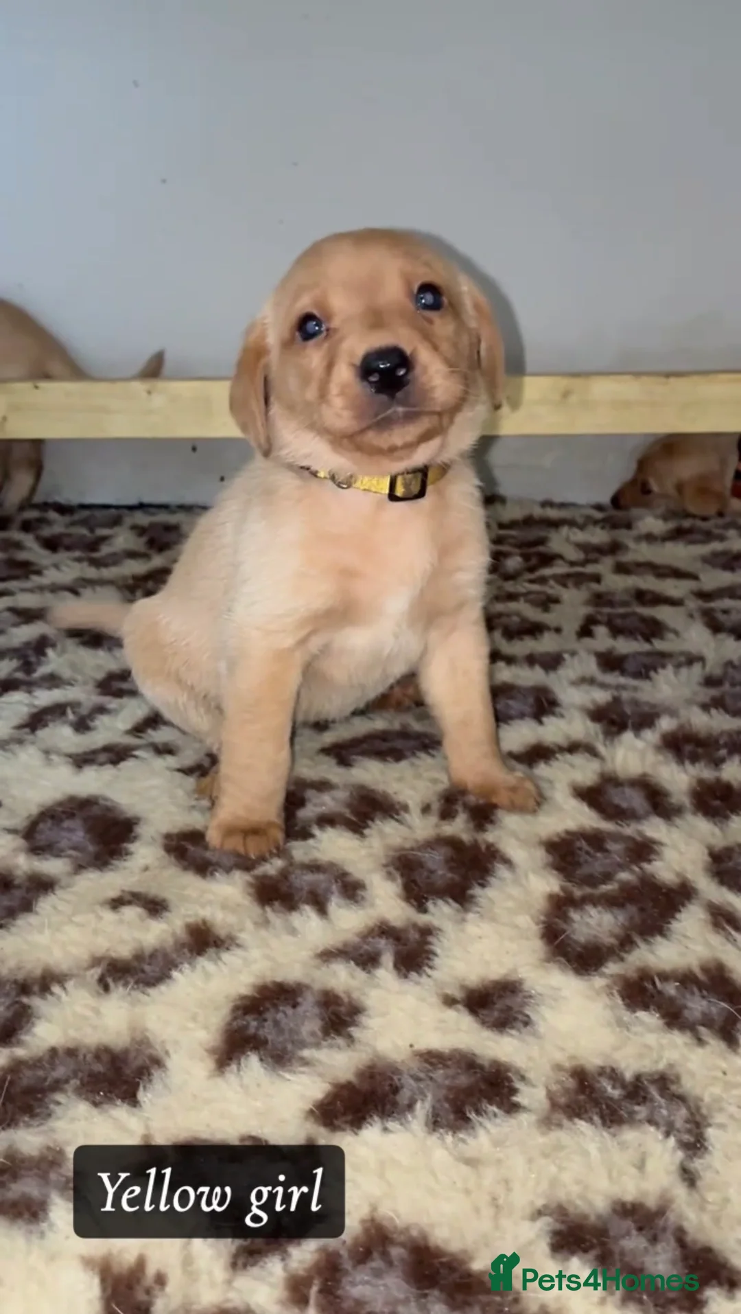 Labrador Retriever dogs for sale: 🐾 Exceptional KC Reg Labrador Puppies 🐾 - Advert 23