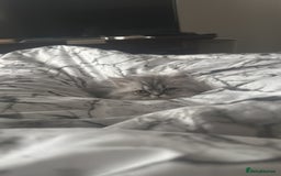 Persian cats for sale: Persian Grey kitten male and female - Image 14