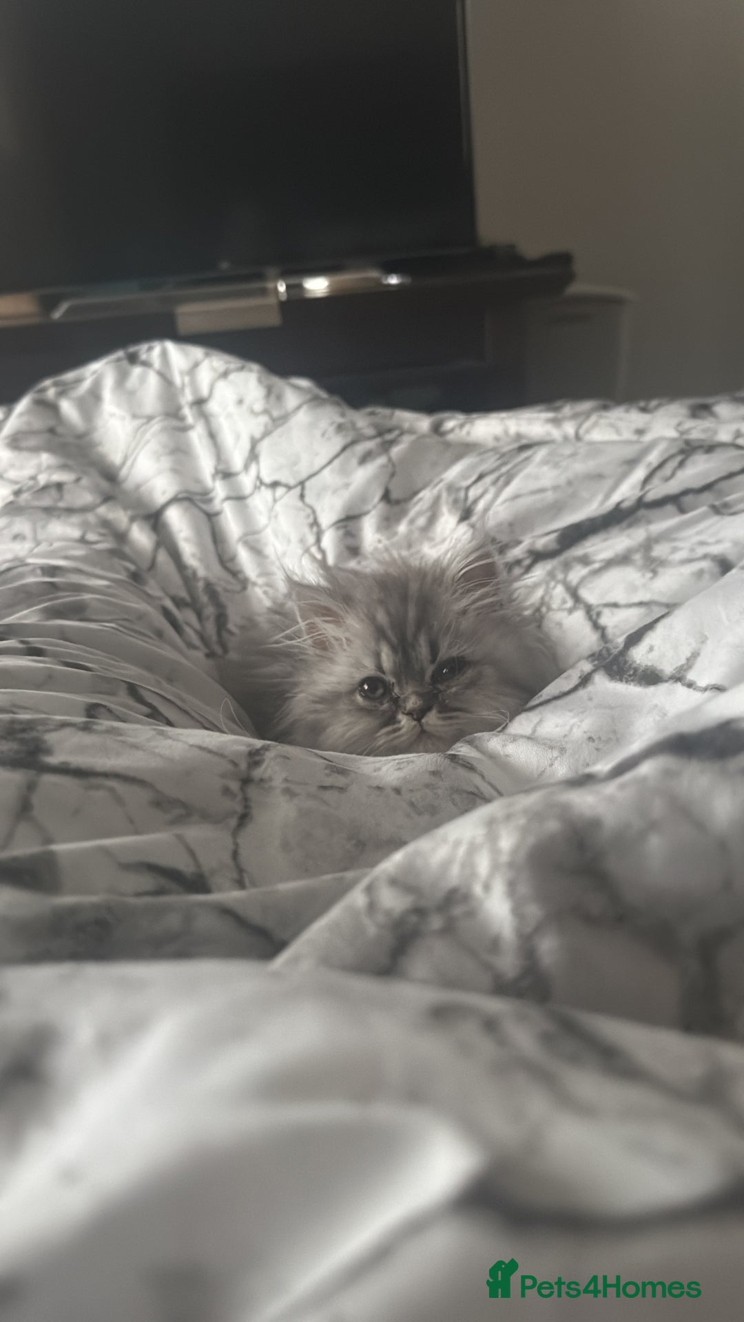 Persian cats for sale: Persian Grey kitten male and female - Image 14
