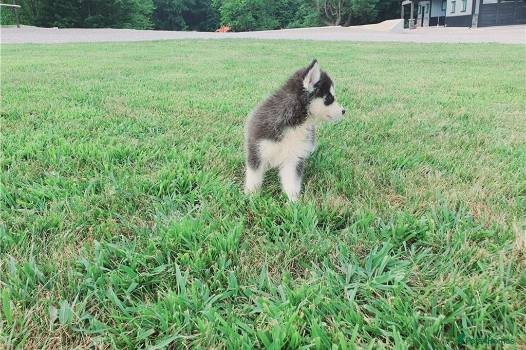 Siberian Husky dogs for sale: Blue Eyes Siberian huskies puppies  - Image 10