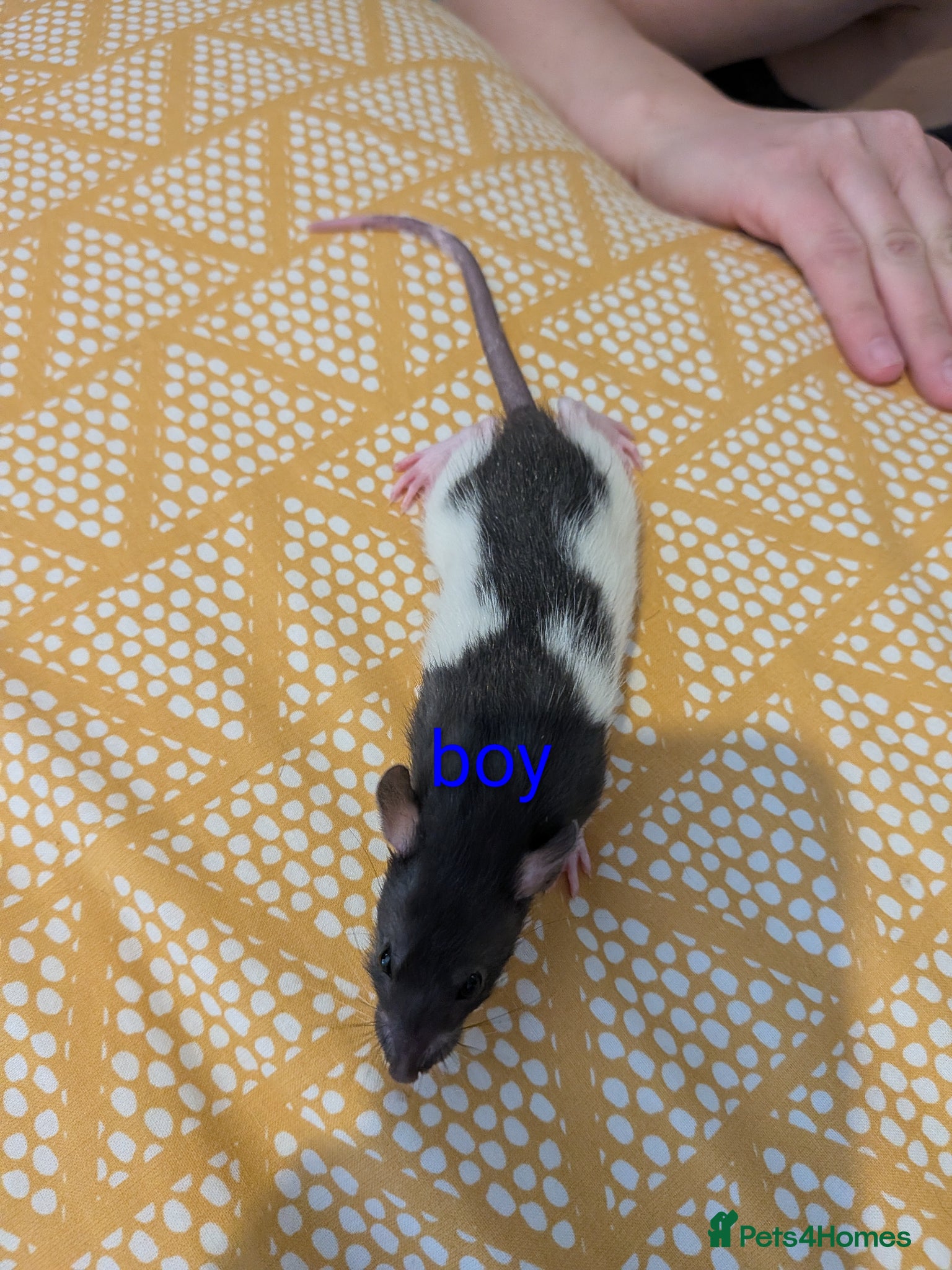 Rat rodents Baby Dumbo/rex rats, very sweet natured - Advert 2