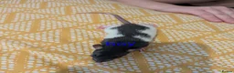 Rat rodents for sale: Baby Dumbo/rex rats, very sweet natured - Advert 2