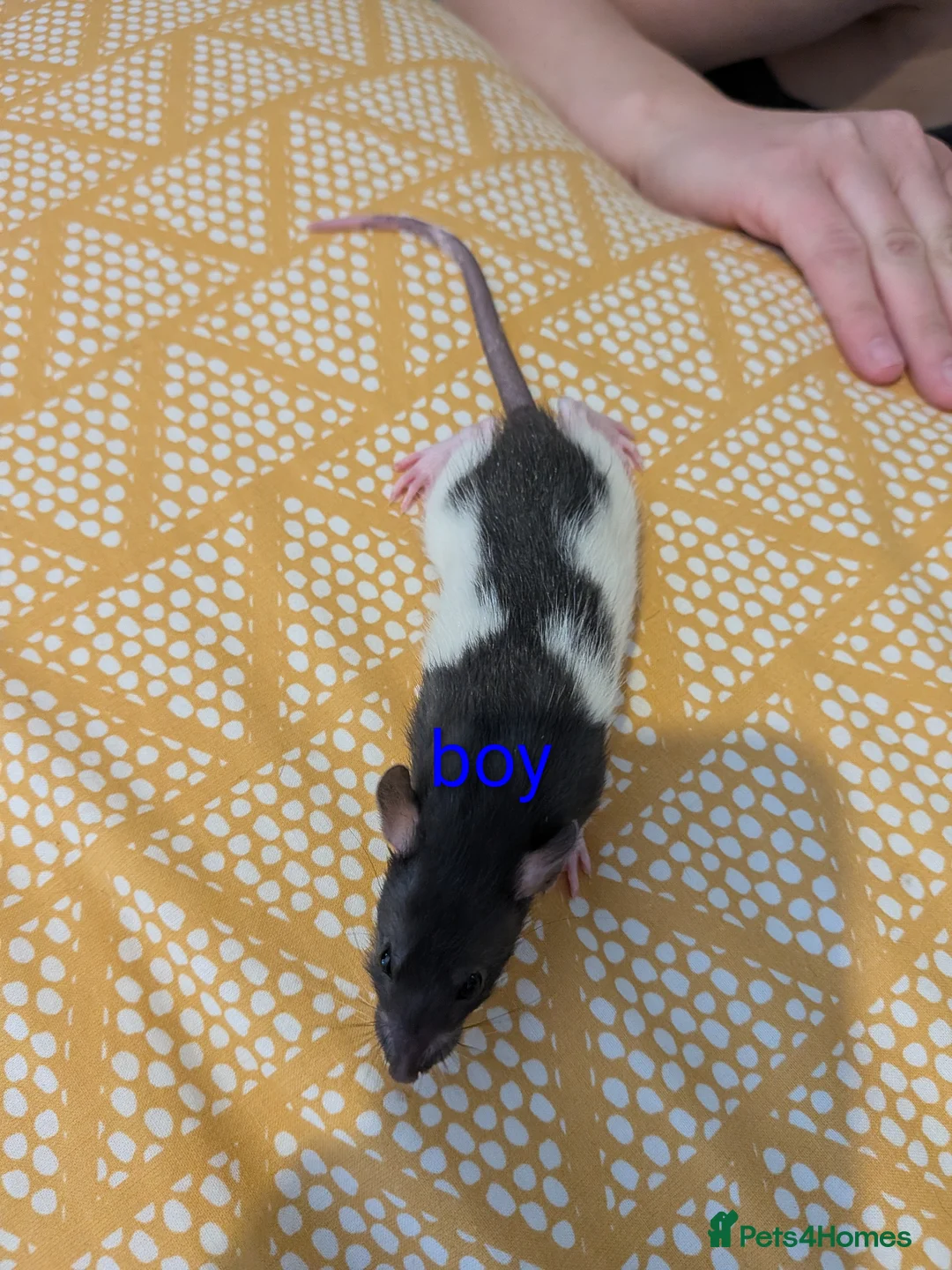 Rat rodents for sale: Baby Dumbo/rex rats, very sweet natured - Advert 2