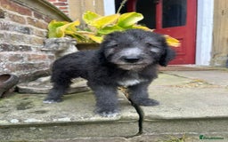 Bedlington Terrier dogs for sale: Super friendly KC Reg. CT Clear Male Puppy - Image 2