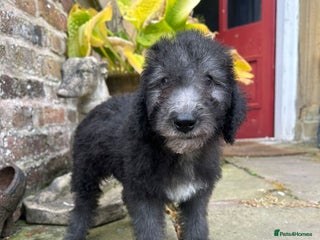 Bedlington Terrier dogs - Advert 2