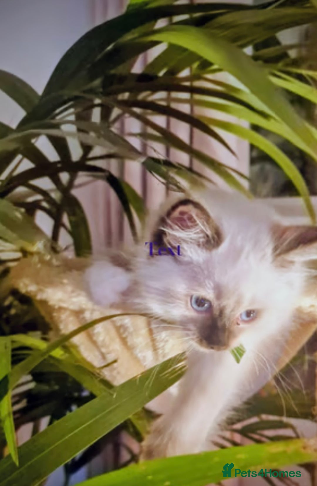 Munchkin cats for sale: Munchkin kittens - Image 13