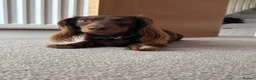 Miniature Dachshund dogs for sale: Miniature Dachshund babies  - Advert 8