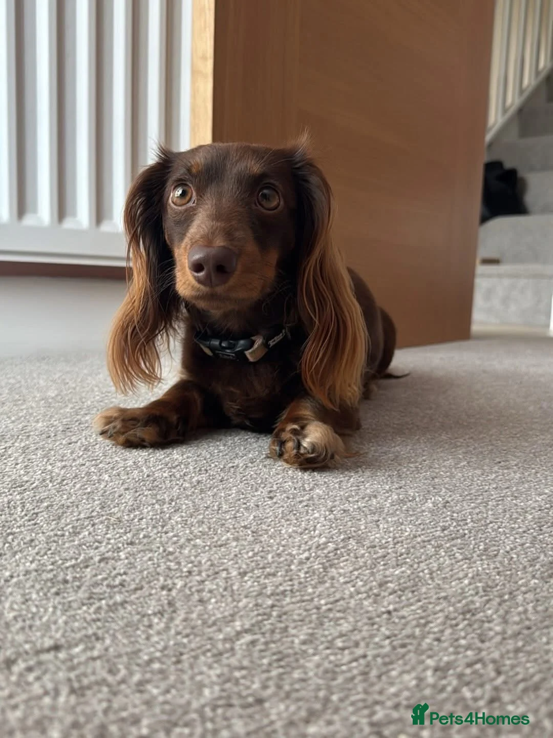 Miniature Dachshund dogs for sale: Miniature Dachshund babies  - Advert 8