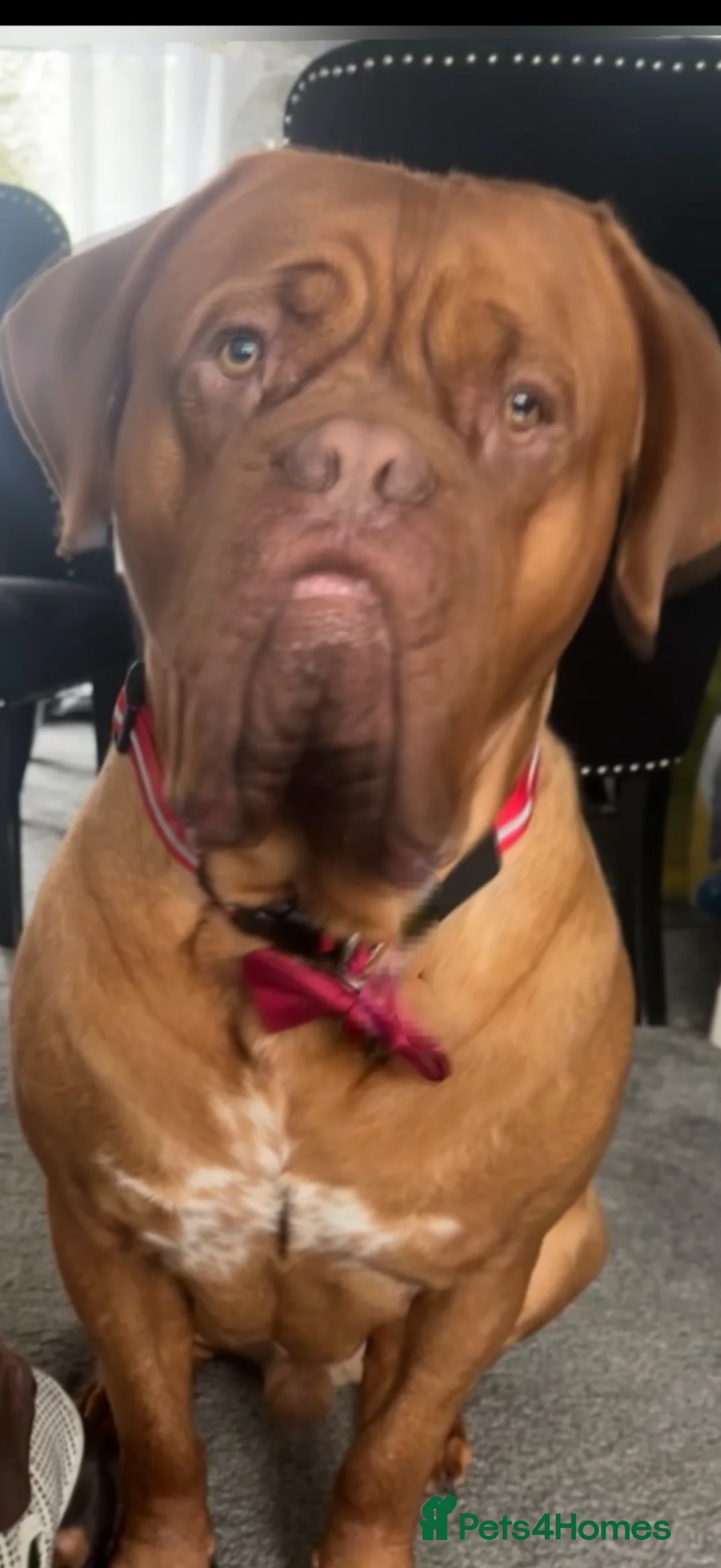 Dogue De Bordeaux dogs for sale: Dogue de Bordeaux  - Advert 4