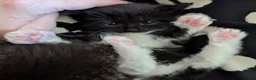 Mixed Breed cats for sale: Beautiful kittens  - Advert 8