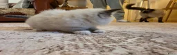 Ragdoll cats for sale: Seal mitted ragdoll kittens ready 26/9 - Advert 12