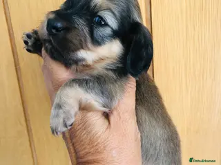 Miniature Dachshund dogs Miniature Dachshunds Longhaired - Advert 15