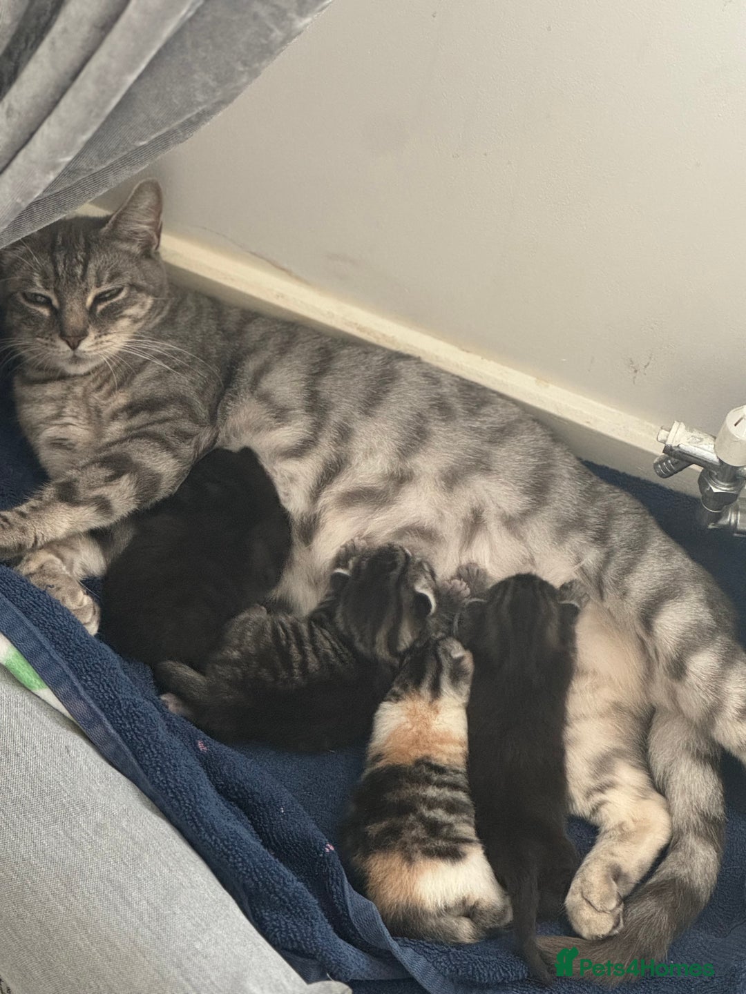 Bengal cats for sale: 4 beautiful part bengal kittens  - Image 15