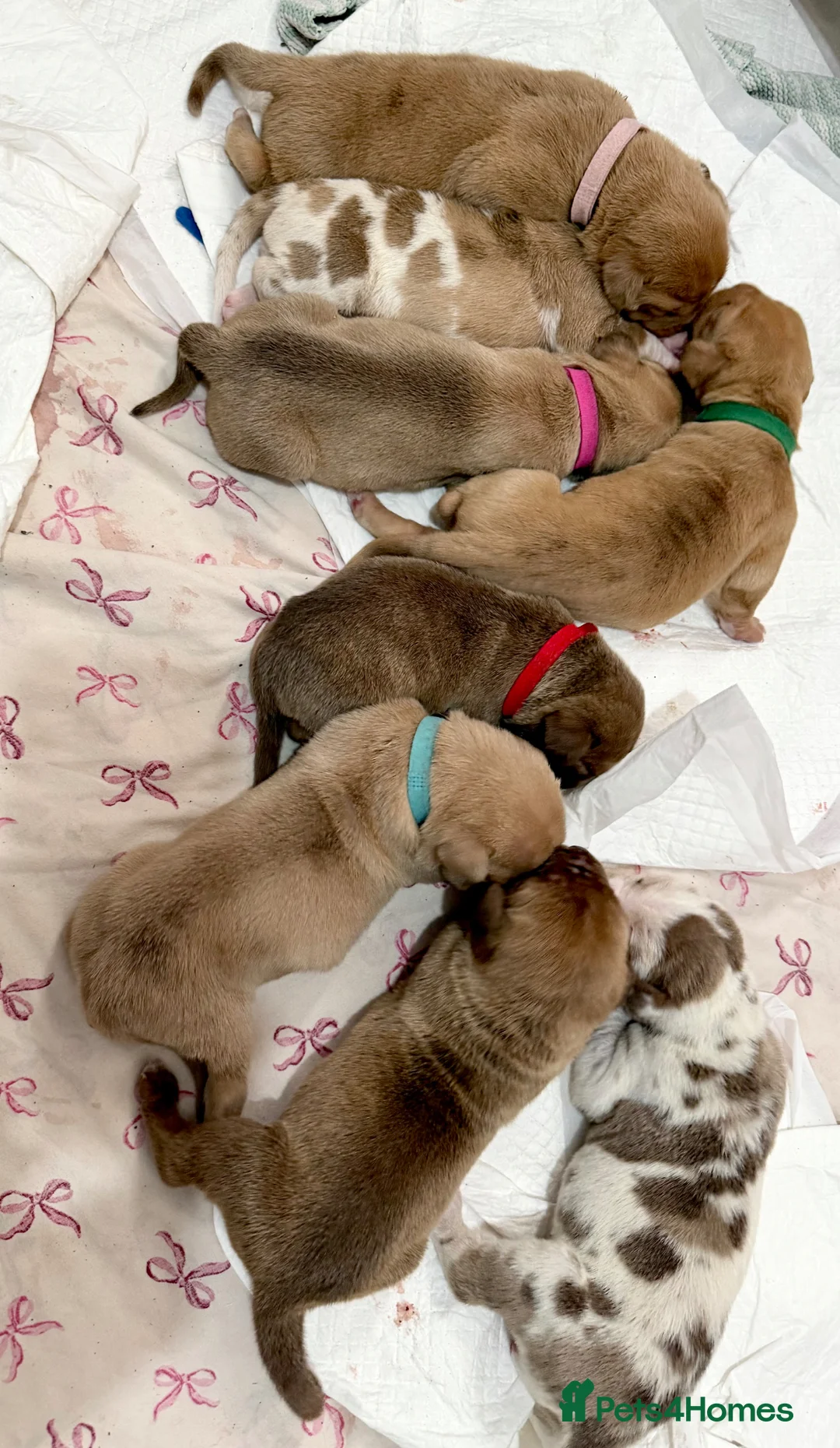 Cane Corso dogs for sale: ✨Amazing Merle cane corso x Bandog puppies ✨ - Advert 1