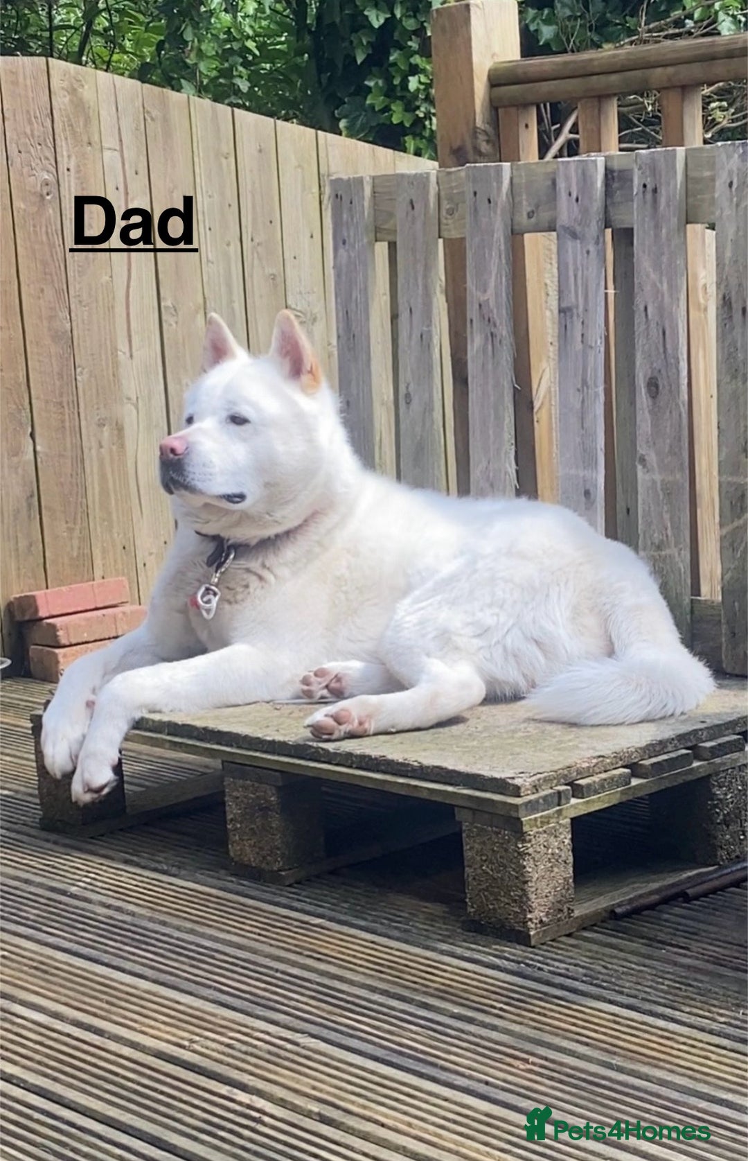 Japanese Akita Inu dogs for sale: Beautiful Japanese Akita Inu Puppies 2boys/2girls - Image 4
