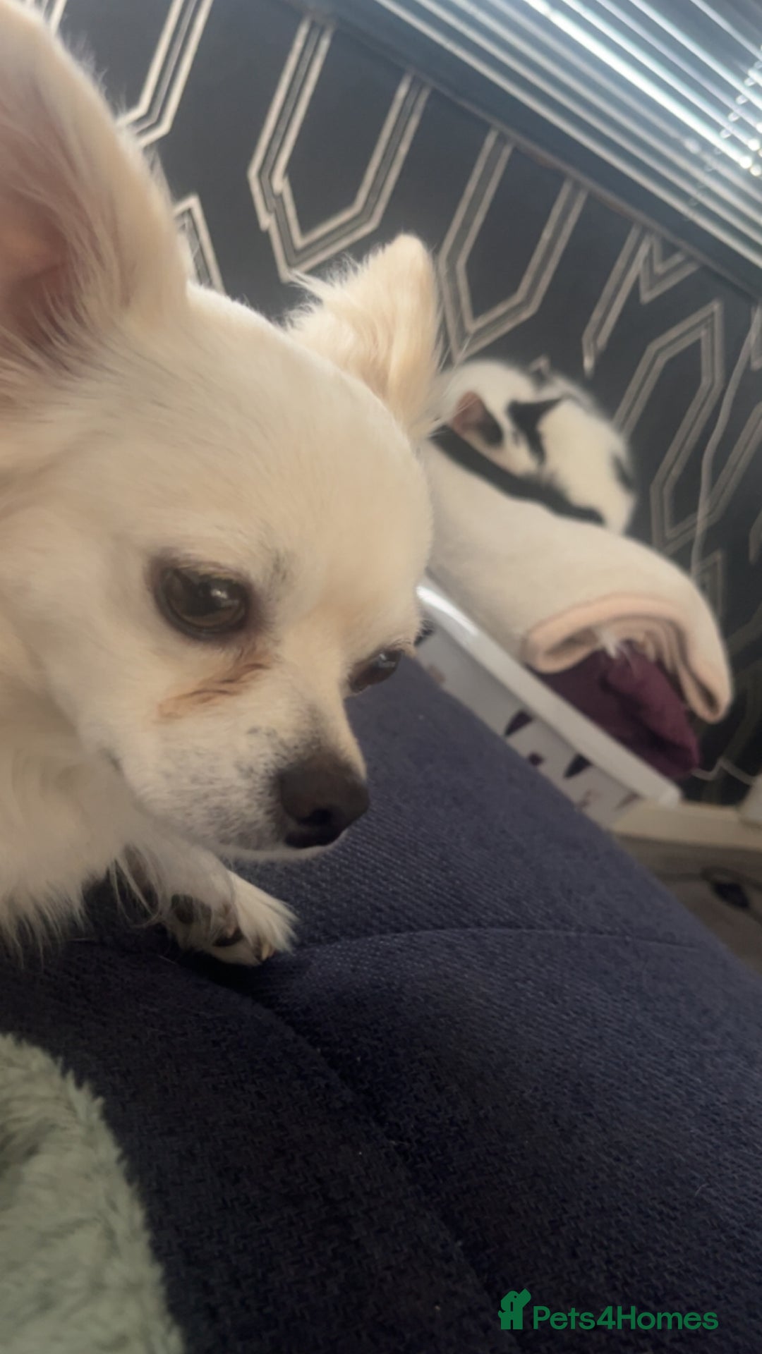 Chihuahua dogs for stud: chihuahua for stud - Advert 2