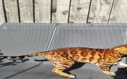 Bengal cats for sale: 🐆 Stunning TICA Registered Bengals Available 🐾 - Image 6