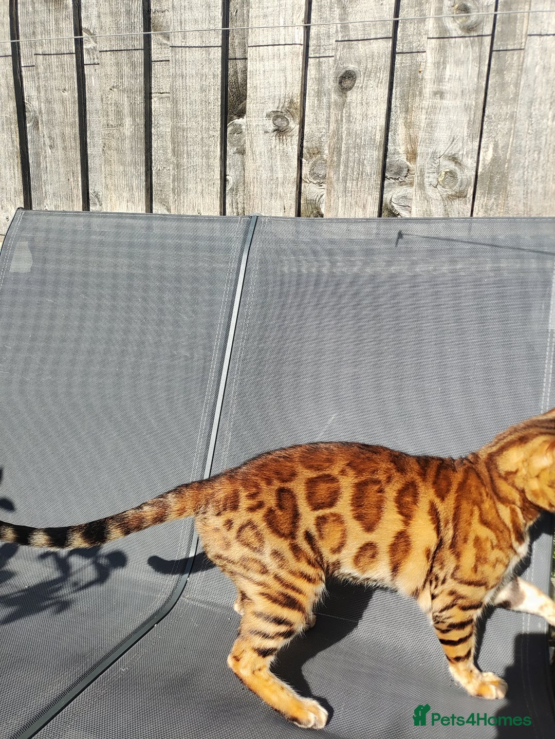 Bengal cats for sale: 🐆 Stunning TICA Registered Bengals Available 🐾 - Image 6