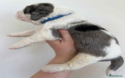 Sheepadoodle dogs for sale: unique sheepadoodles due - Image 12