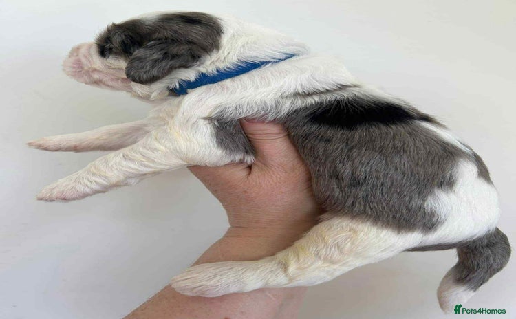 Sheepadoodle dogs - Advert 7