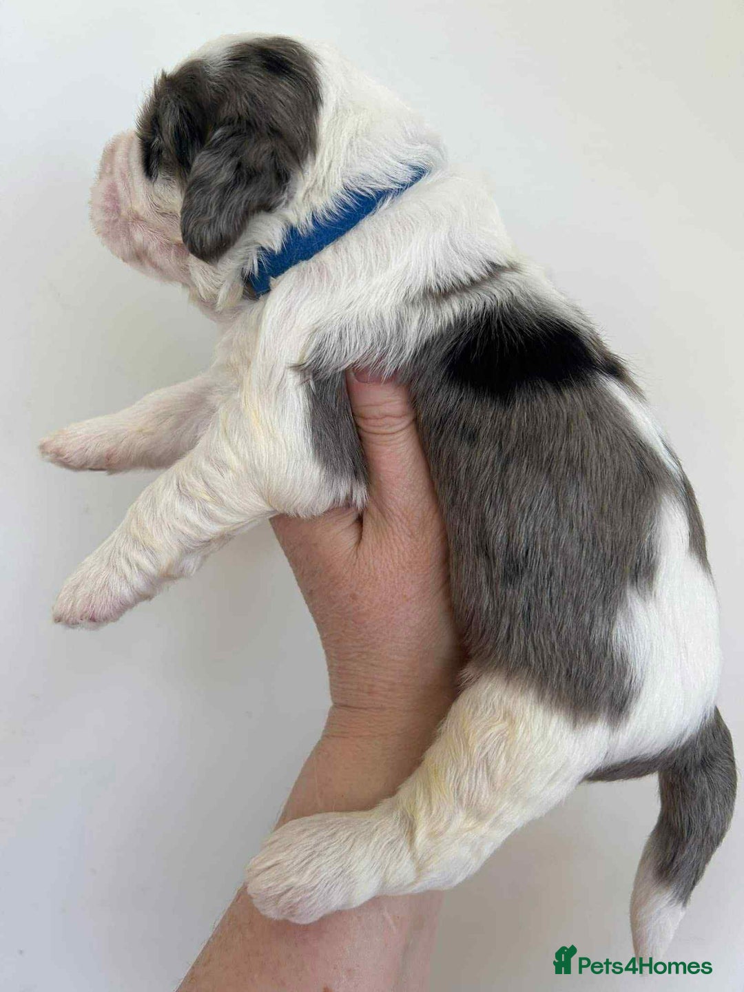Sheepadoodle dogs for sale: unique sheepadoodles due - Image 12