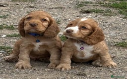 Cocker Spaniel dogs for stud: PROVEN STUD 100% show cocker, KC REG, Clear health in Tonbridge - Image 2