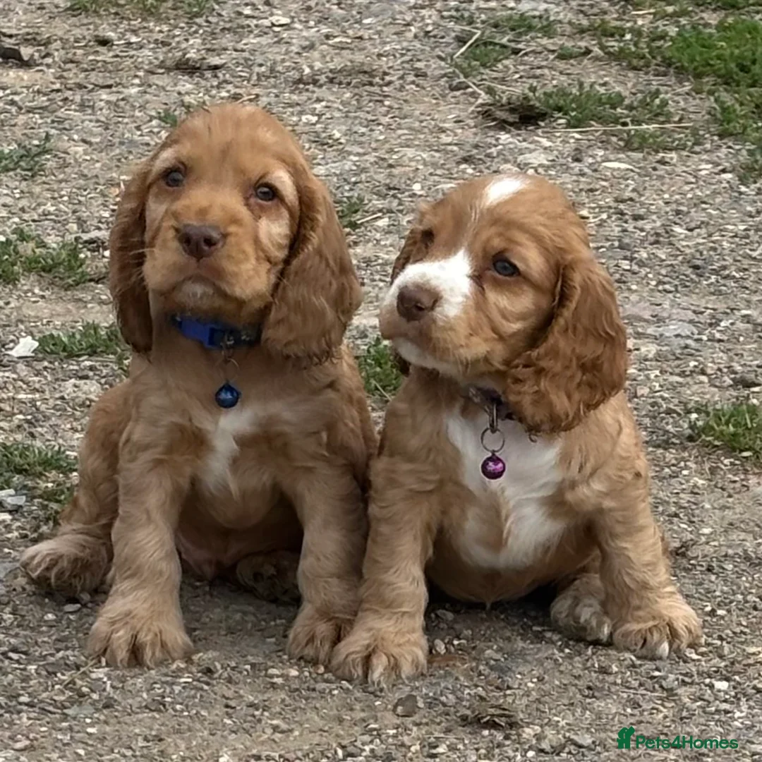 Cocker Spaniel dogs for stud: PROVEN STUD 100% show cocker, KC REG, Clear health in Tonbridge - Advert 2
