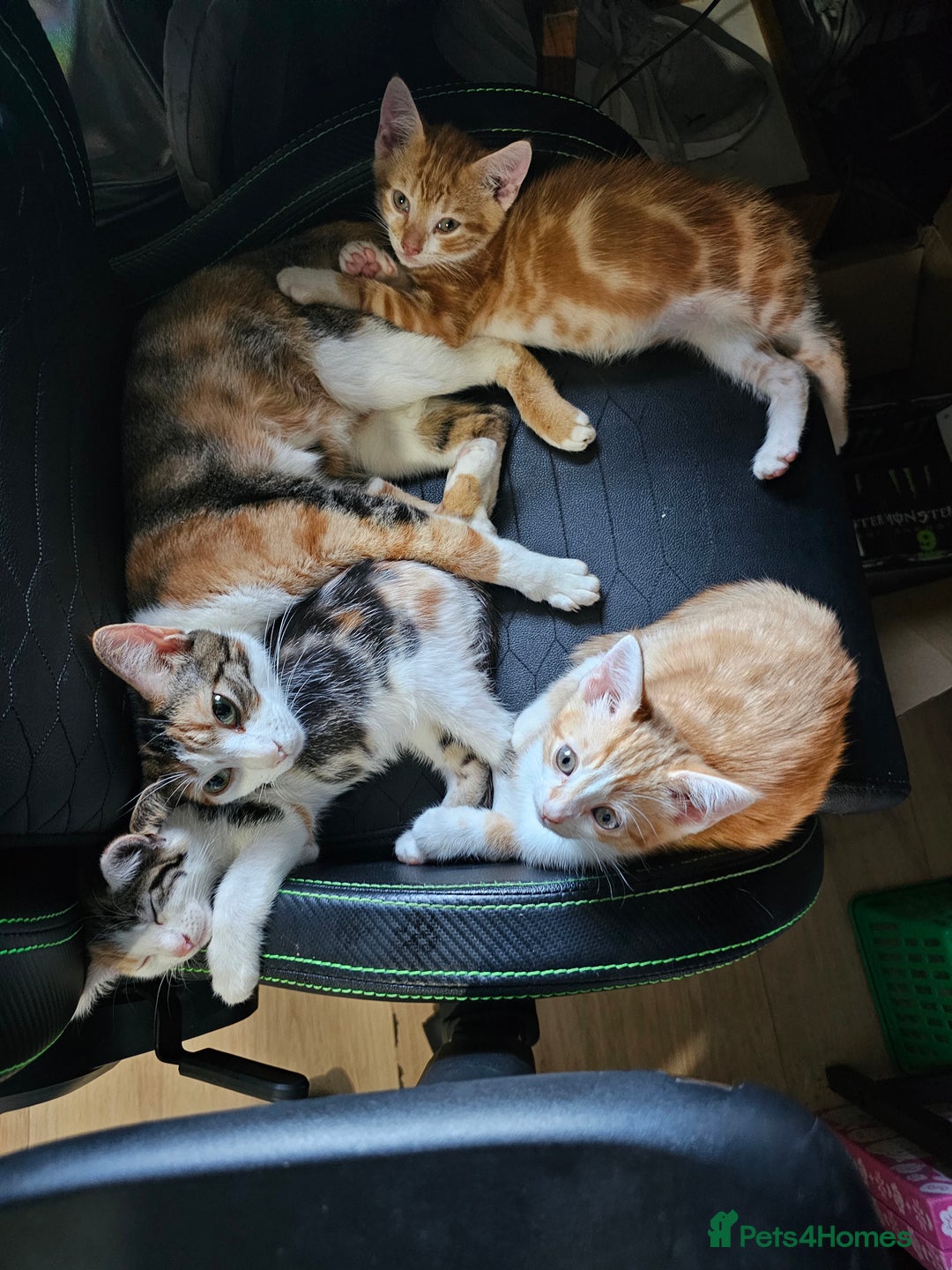 Mixed Breed cats for sale: Beautiful kittens available for sale - Advert 2