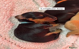 Miniature Dachshund dogs for sale: Beautiful miniature dachunds smooth/long coat - Image 5