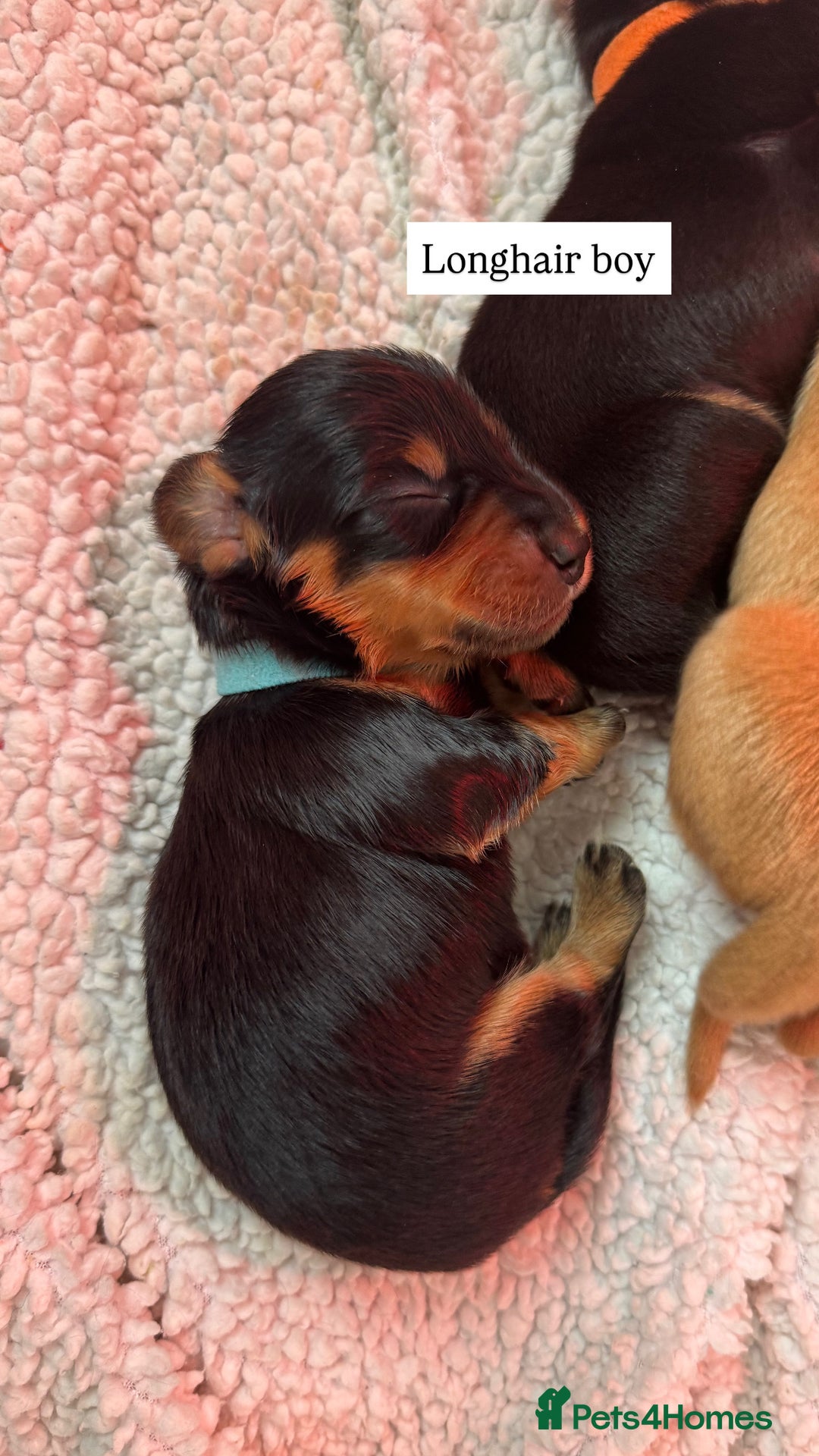 Miniature Dachshund dogs for sale: Beautiful miniature dachunds smooth/long coat - Image 5