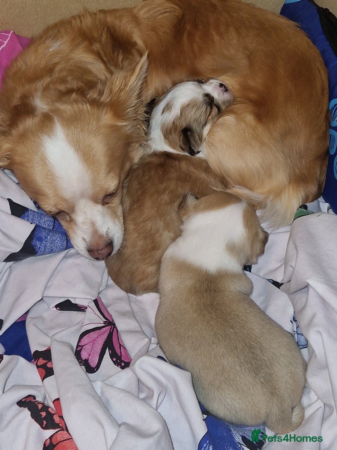 Chihuahua dogs for sale: Beautiful chihuahua girls for sale! - Advert 11
