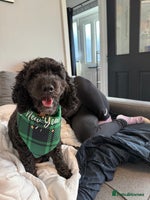 Cockapoo dogs - Advert 1