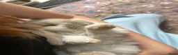 French Lop rabbits for sale: 🩷 French Lop Kits ready to leave tomorrow 🩷 - Advert 6