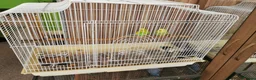 Budgerigars birds for sale: Green Budgies Birds Male And Female  in Harrow - Advert 6