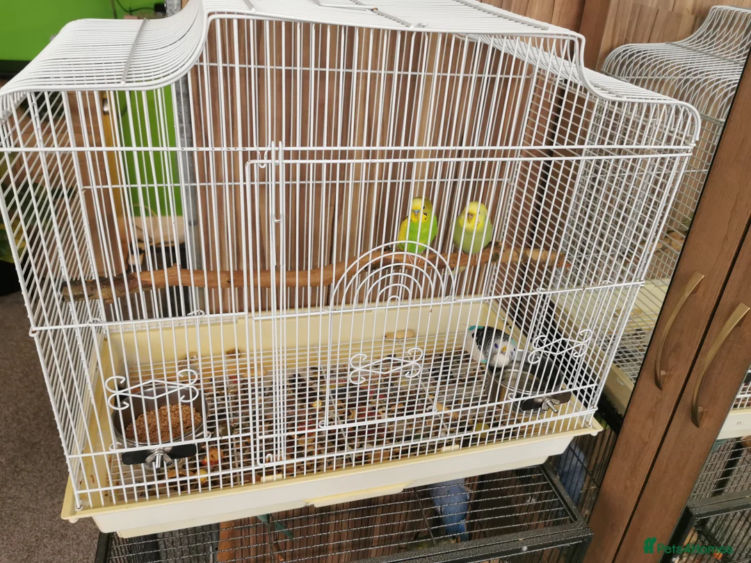Budgerigars birds for sale: Green Budgies Birds Male And Female  in Harrow - Advert 6