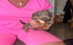 Mixed Breed dogs for sale: Jack Russel/miniature Datchound - Image 6