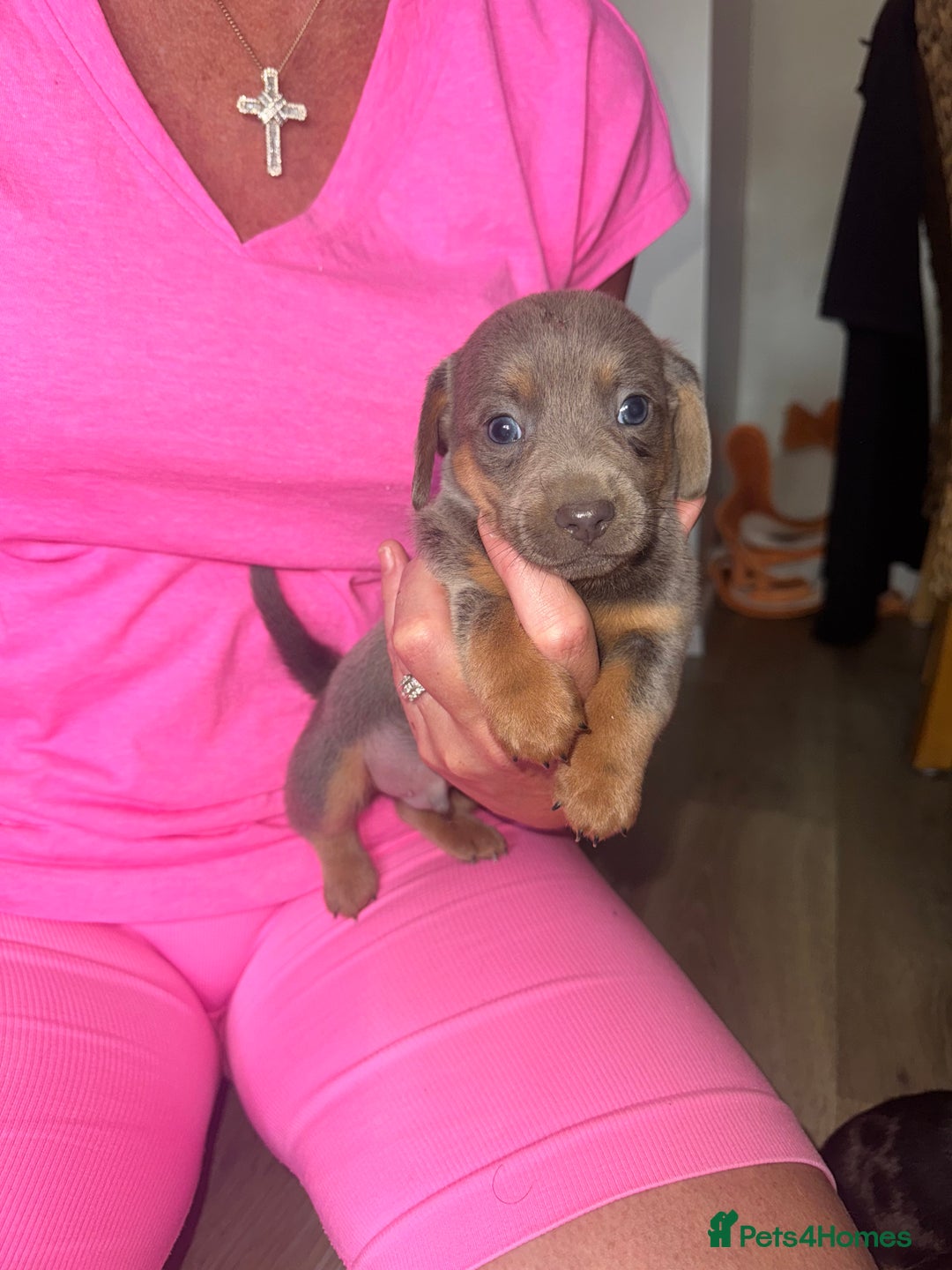 Mixed Breed dogs for sale: Jack Russel/miniature Datchound - Image 6