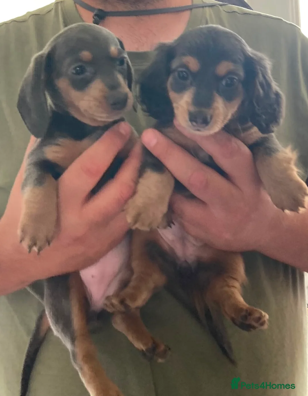 Miniature Dachshund dogs for sale: ⭐️READY NOW⭐️ Miniature Dachshund 9 week olds in Saint Helens - Advert 1