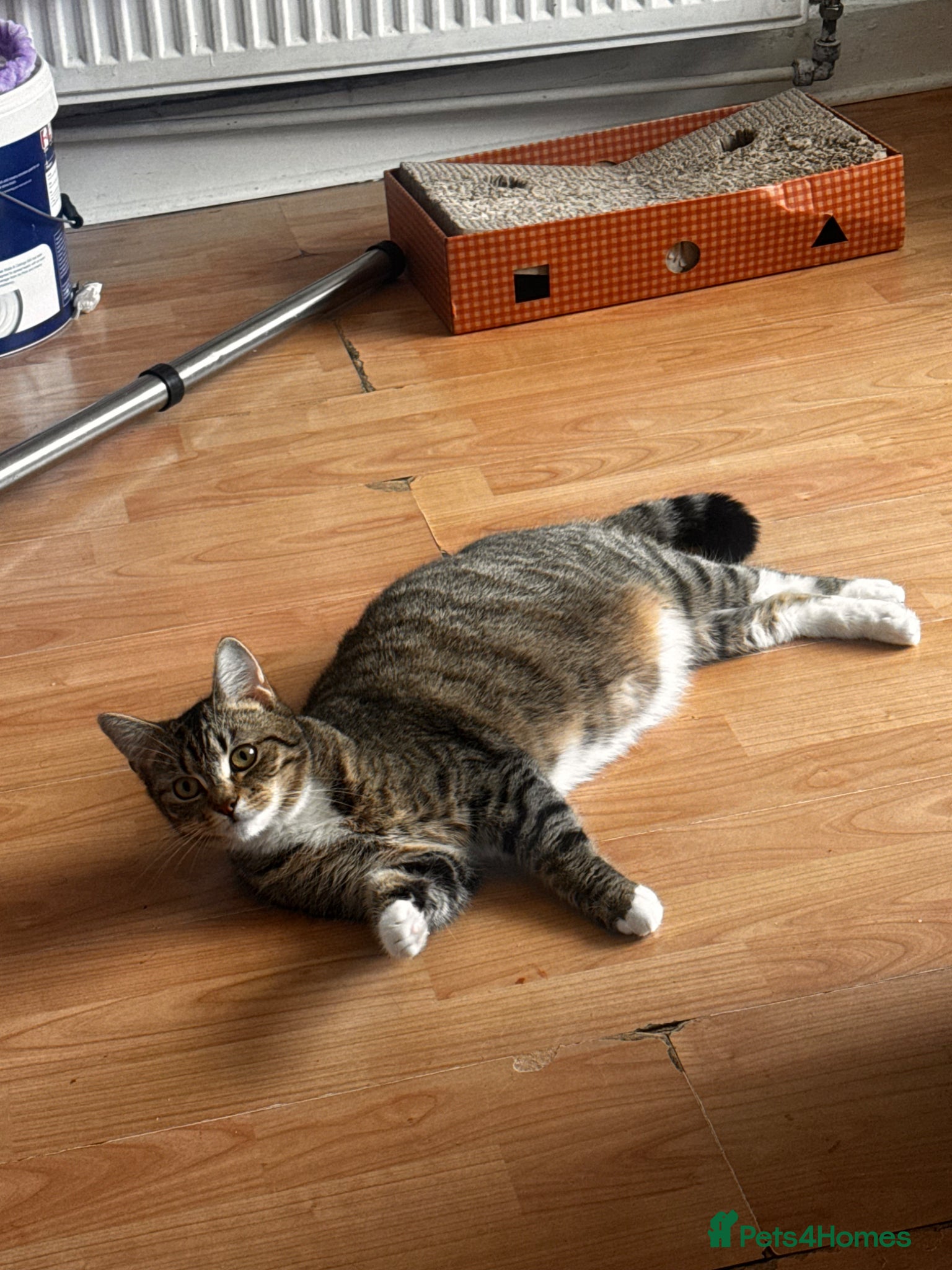 Mixed Breed cats Kittens for sale  - Advert 4