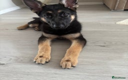 German Shepherd dogs for sale: Nearly 6 month old german shephered female - Image 3