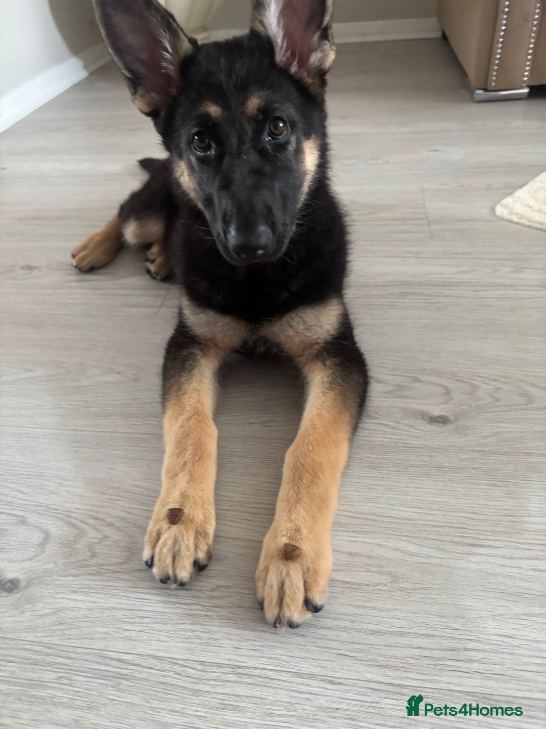German Shepherd dogs for sale: Nearly 6 month old german shephered female - Image 3